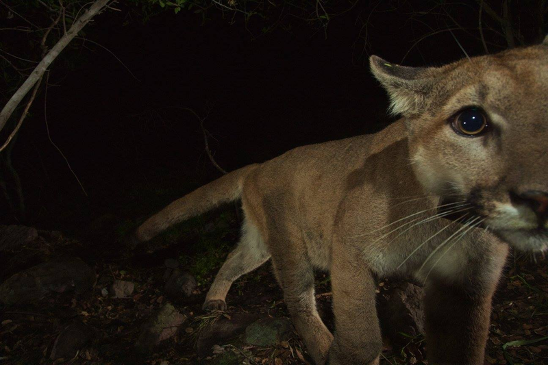 Illustration for article titled Oh Hai! Amazing Photos Capture LA's Newest Baby Mountain Lions